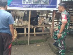 Babinsa Suranadi Bantu Awasi Bantuan Kambing Dari Pemerintah Desa