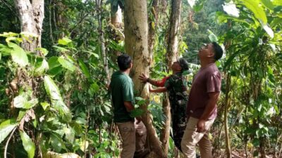 Babinsa Koramil 1606-10/Gangga Cek Hasil Perkebunan dan Hutan Bersama KPH Rinjani Barat