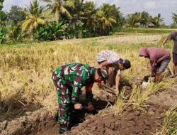 Lebarkan Saluran Irigasi Lahan Pertanian, Babinsa Tanak Beak Gotong Royong Bersama Petani