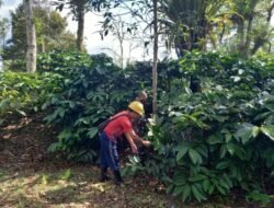 Babinsa Genggelang Monitoring Perkebunan Cokelat dan Kopi