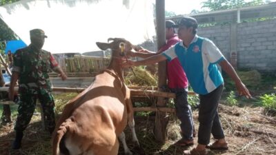 Babinsa Labuan Tereng Bantu Petugas UPT Puskeswan Berikan Vitamin dan Ear Tag Pada Hewan ternak Warga