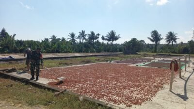 Dukung Petani Babinsa Koramil 1606-10/Gangga Berperan Aktif dalam Proses Pengeringan Biji Coklat dan Cengkeh untuk Hasil Panen Berkualitas Tinggi
