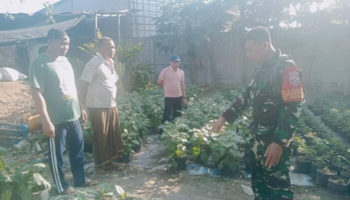 Kerjasama Babinsa dan Wirausaha Pertanian di Jempong Baru: Suksesnya Pendekatan Akrab untuk Produktivitas Pertanian