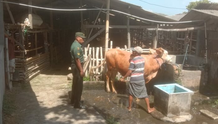 Babinsa Gerung Selatan dan Kelompok Peternakan Reyan Baru: Langkah Antisipasi Wabah PMK di Lombok Barat