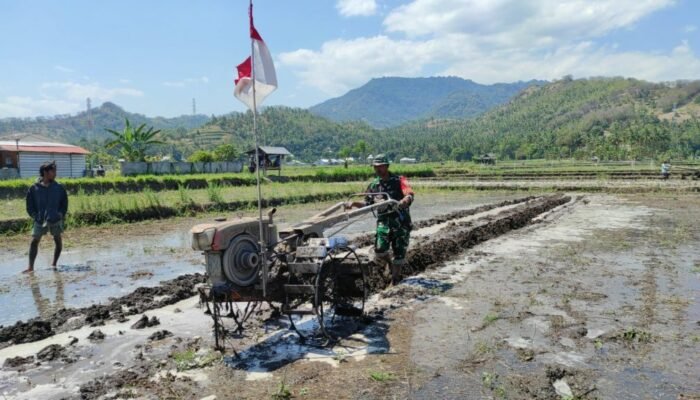 Babinsa Gondang Dukung Pertanian Organik di Lombok Utara dengan Teknologi Modern