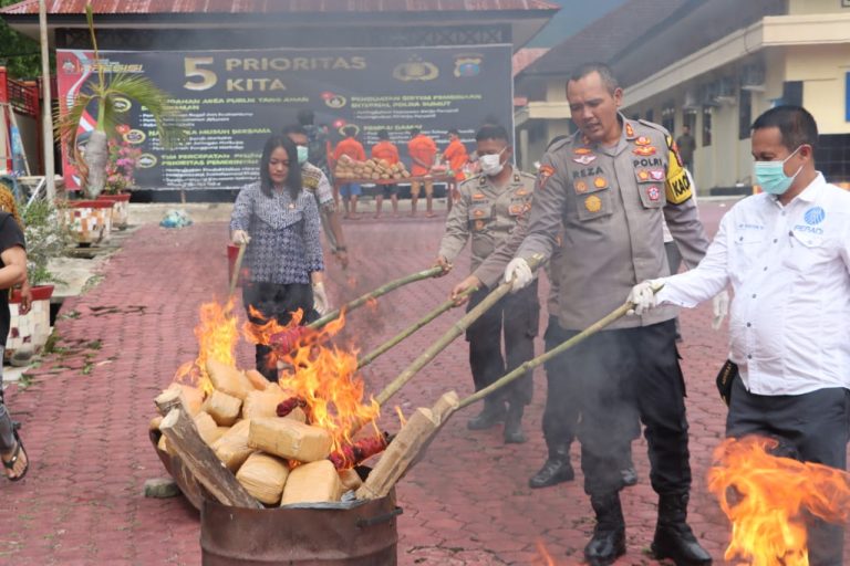 Polres Madina Musnahkan Puluhan Ball Daun Ganja Kering Siap Edar