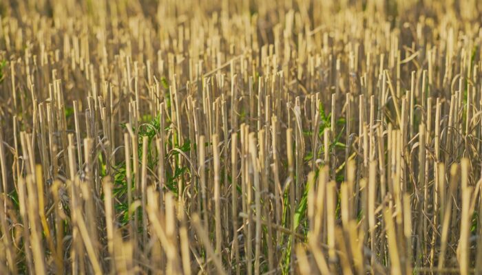 Kekeringan Sulawesi Tenggara Sawah Puso di Baubau, Petani Butuh Bantuan