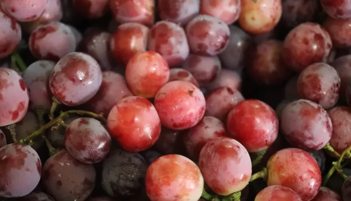 Cara Menanam Anggur di Lahan Terbuka dan Pot