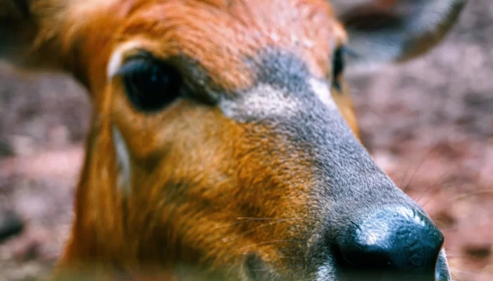 Cara Masuk ke Taman Margasatwa Ragunan