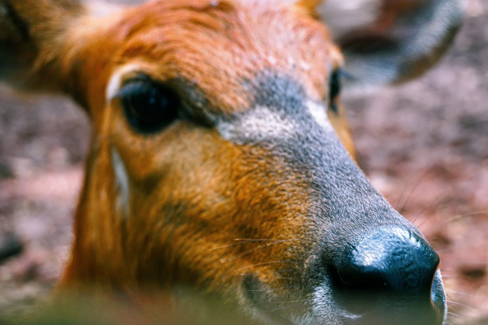 Cara Masuk ke Taman Margasatwa Ragunan