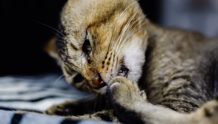 Mengatasi dan Mencegah Cacingan pada Kucing Kesayangan