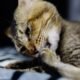 Mengatasi dan Mencegah Cacingan pada Kucing Kesayangan