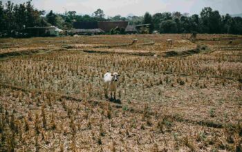 Esensi Agraria, Memahami Hukum Tanah di Indonesia