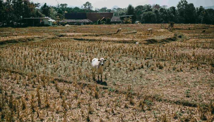 Esensi Agraria, Memahami Hukum Tanah di Indonesia