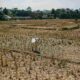 Esensi Agraria, Memahami Hukum Tanah di Indonesia