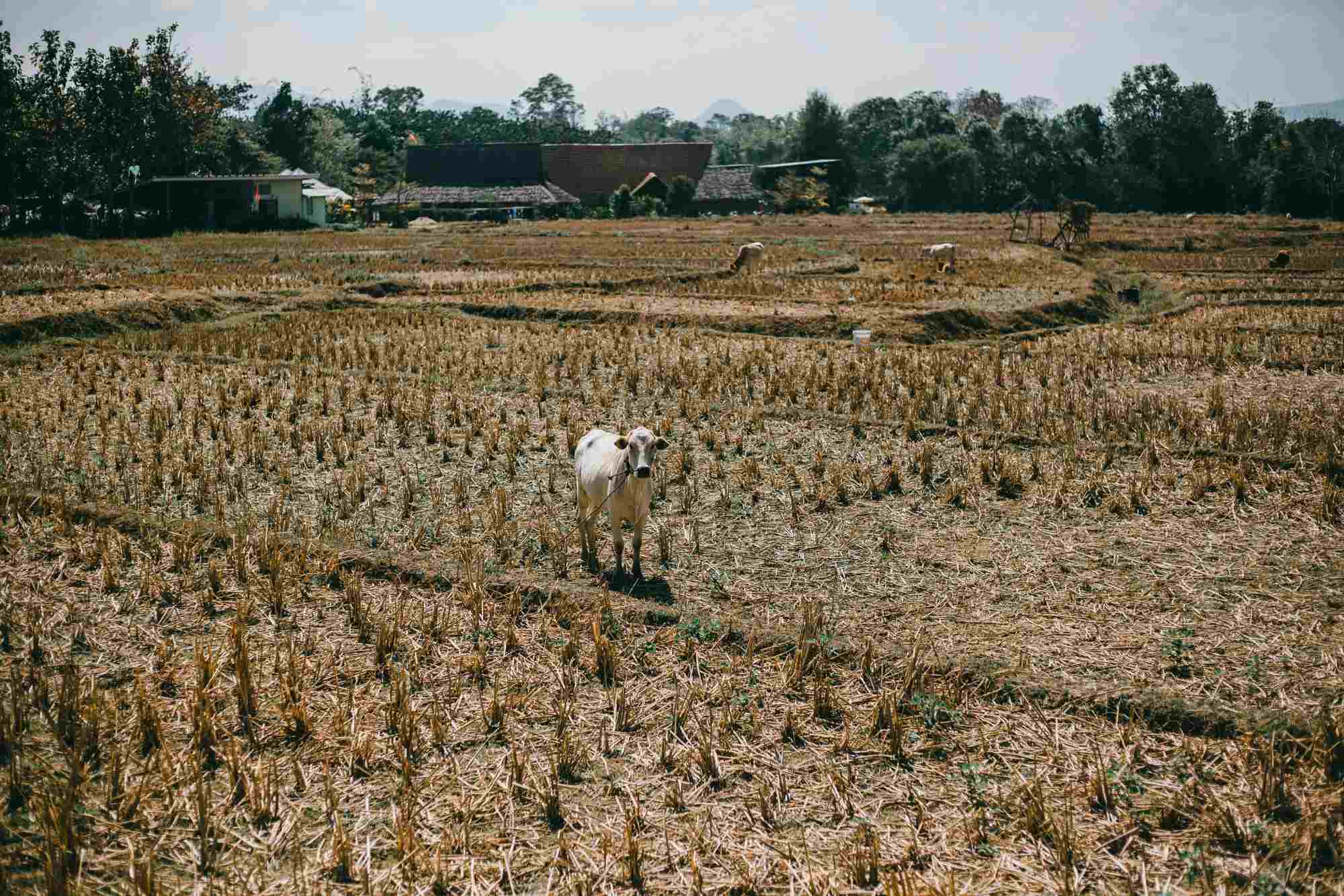 Esensi Agraria, Memahami Hukum Tanah di Indonesia