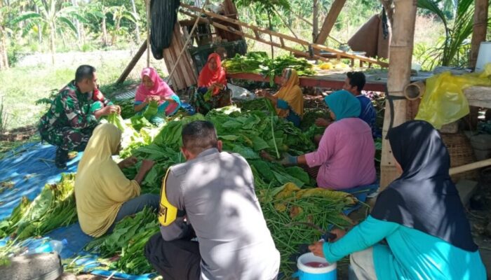 Babinsa dan Bhabinkamtibmas Dampingi Panen Tembakau: Pererat Hubungan dengan Warga Segara Katon