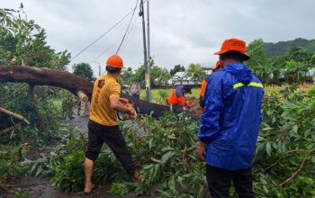 Gerung Terkena Hujan Ekstrem, 3 Pohon Tumbang Semapt Blokir Jalan