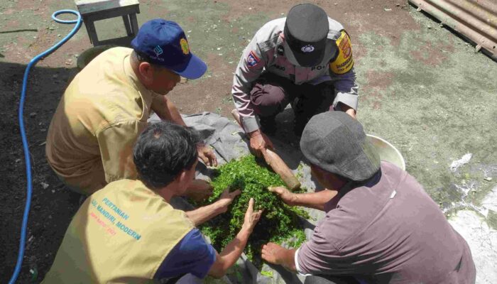 Inovasi Lokal: Pestisida Nabati Ala Gapoktan Tumpang Sari