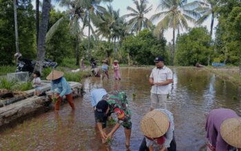 Kolaborasi Babinsa dan PPL Dorong Ketahanan Pangan Nasional