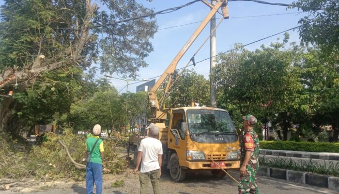 Sinergi TNI dan DLH Kota Mataram Cegah Pohon Tumbang