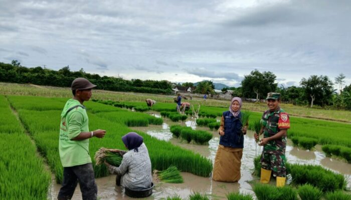 Sinergi TNI dan Petani Dorong Ketahanan Pangan di Lombok Barat