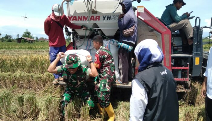 Dandim 1606/Mataram Pantau Stok Beras dan Serapan Gabah Petani 