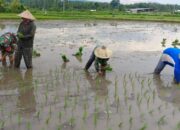 Babinsa Sokong Turun ke Sawah, Bantu Petani Tanam Padi