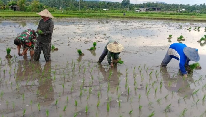 Babinsa Sokong Turun ke Sawah, Bantu Petani Tanam Padi