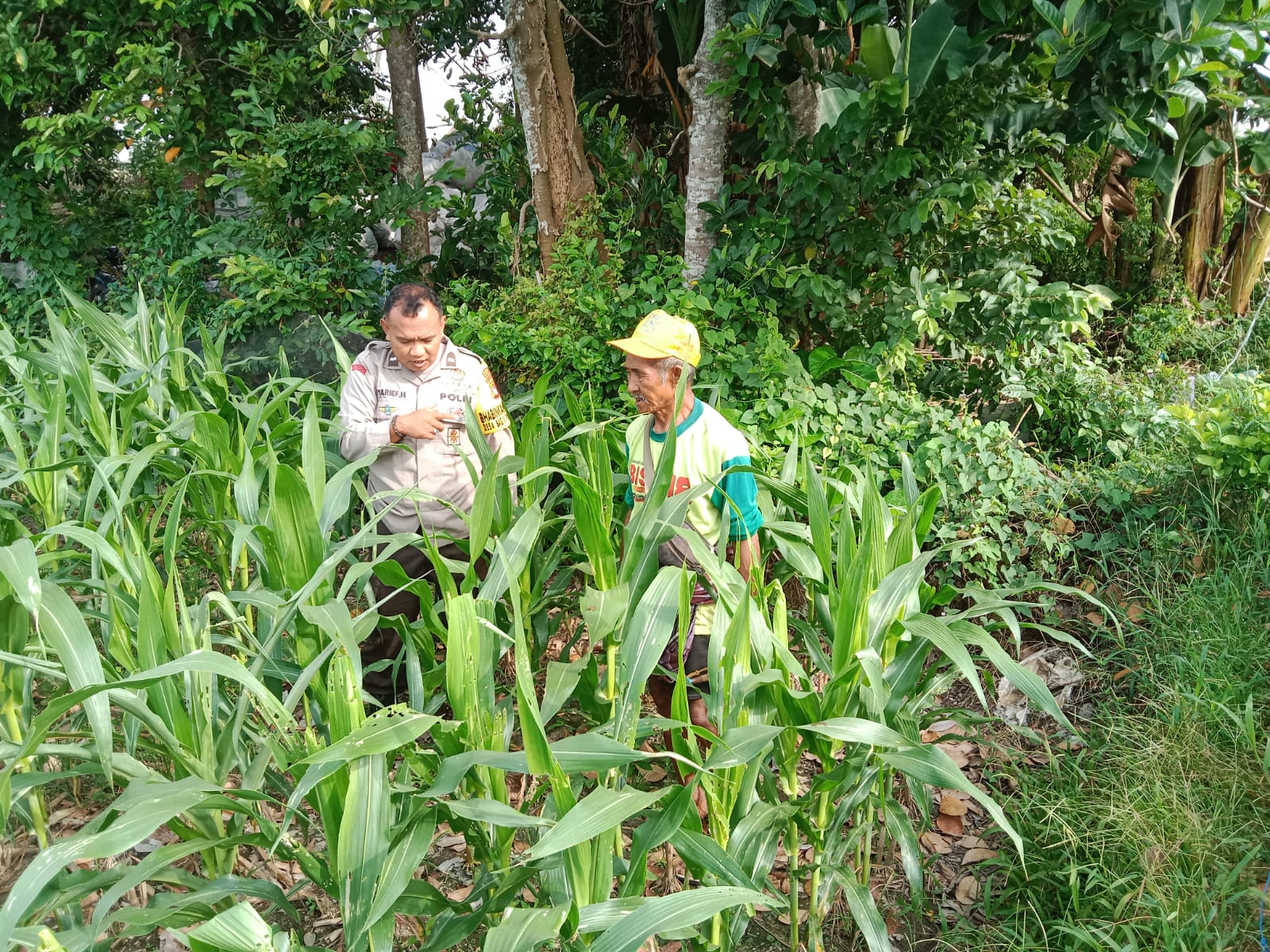 swasembada, pangan, bhabinkamtibmas, lombok, petani, pertanian, ketahanan