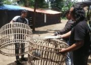 Nganjuk Berantas Judi Sabung Ayam, Arena Dibongkar