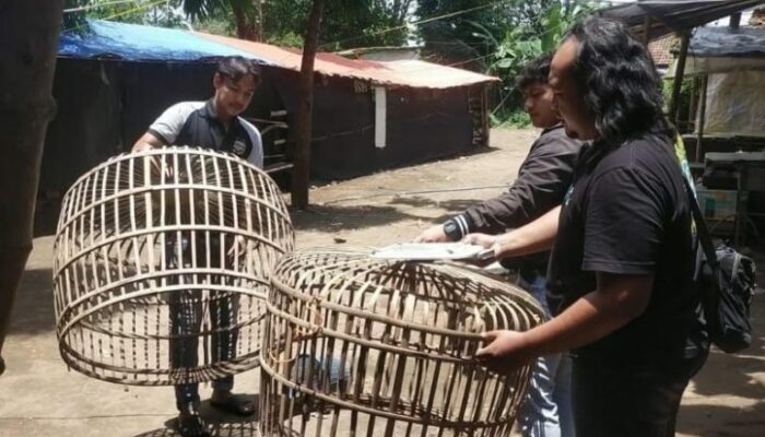 Nganjuk Berantas Judi Sabung Ayam, Arena Dibongkar