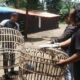 Nganjuk Berantas Judi Sabung Ayam, Arena Dibongkar