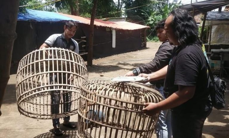 Nganjuk Berantas Judi Sabung Ayam, Arena Dibongkar