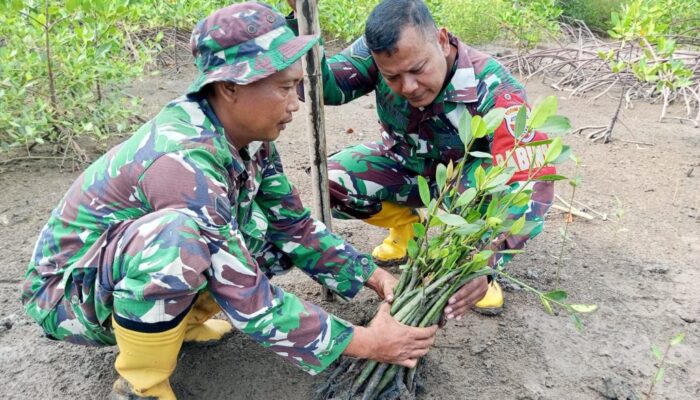 Aksi Hijau TNI: Koramil jajaran Kodim 1606/Mataram Kembangkan Bibit Mangrove di Tiga Lokasi