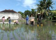 Babinsa Jempong Baru Dampingi Petani Perluas Areal Tanam Padi