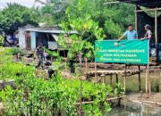 Upaya Hijaukan Pesisir, Dandim 1606 Pantau Pembibitan Mangrove 