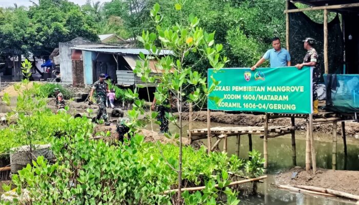 Upaya Hijaukan Pesisir, Dandim 1606 Pantau Pembibitan Mangrove 