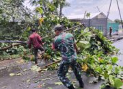 Pohon Tumbang Tutup Jalan, Babinsa Gerak Cepat Bersihkan Lokasi