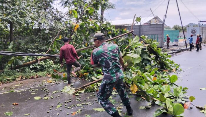 Pohon Tumbang Tutup Jalan, Babinsa Gerak Cepat Bersihkan Lokasi