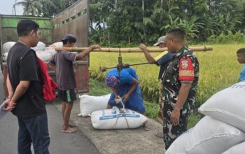 Babinsa dan Bulog Sergap Petani di Kuripan Utara 