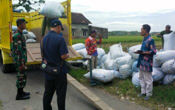 Panen Raya Jawa Timur: Bulog Kediri Optimalkan Serapan, Ini Strateginya