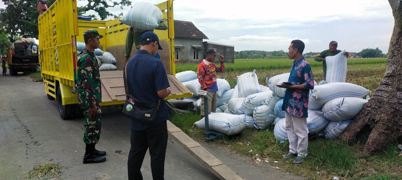 Tim Jemput Gabah Dibentuk, Bulog Kediri Kejar Target Serapan di Puncak Panen