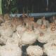 Porang, Tanaman Miskin yang Bisa Bikin Kaya!