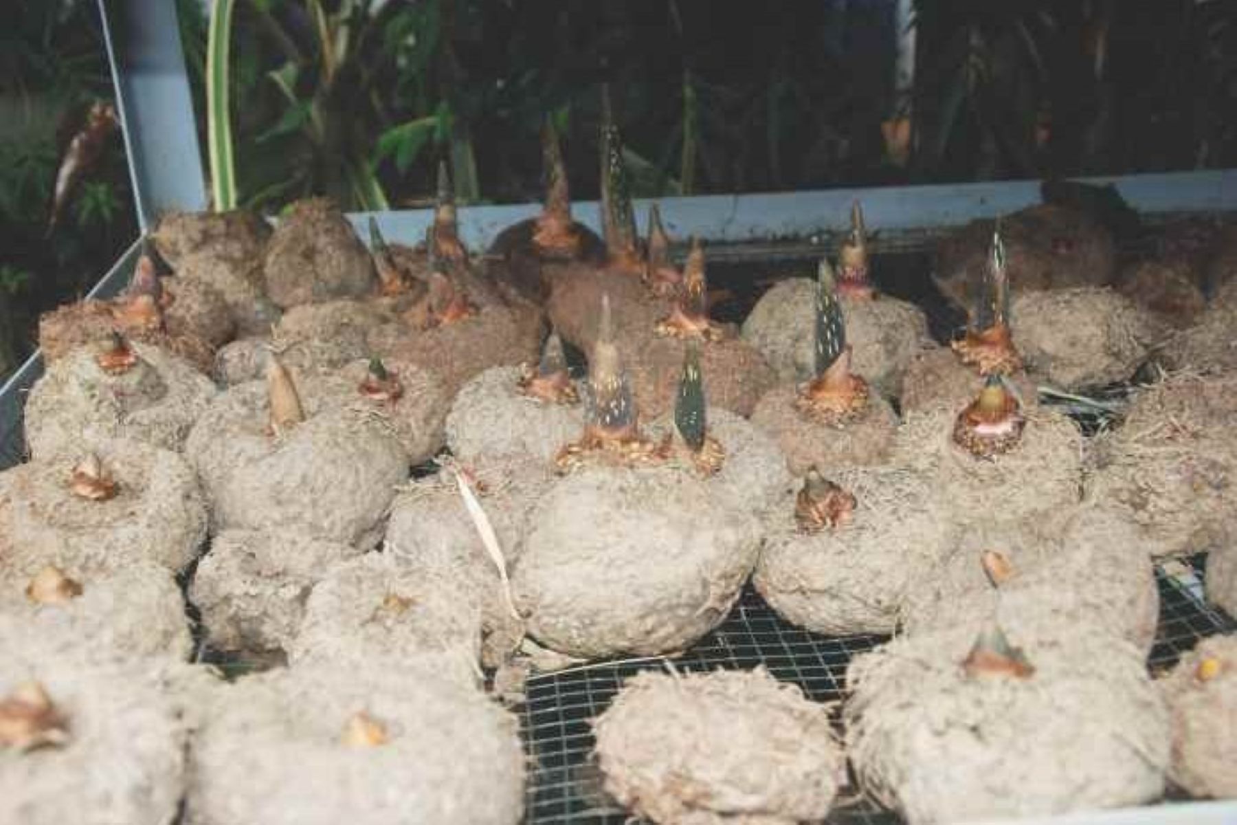 Porang, Tanaman Miskin yang Bisa Bikin Kaya!