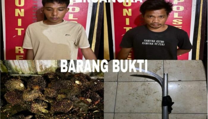 Kebun Sawit di Pali Disatroni Pencuri, 2 Pelaku Dibekuk Polisi