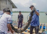 Batam Jadi Pusat Modeling Budidaya Lobster Berbasis Pakan Alami