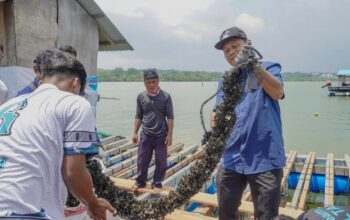 Batam Jadi Pusat Modeling Budidaya Lobster Berbasis Pakan Alami
