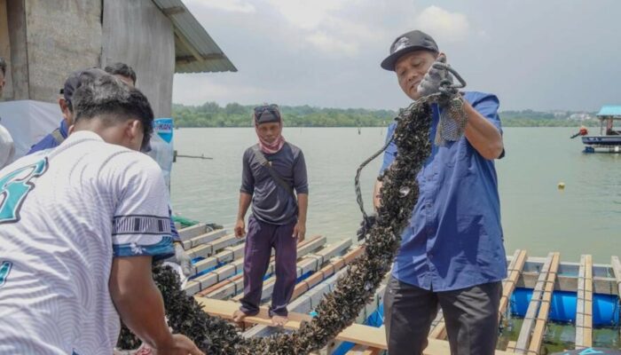 Batam Jadi Pusat Modeling Budidaya Lobster Berbasis Pakan Alami