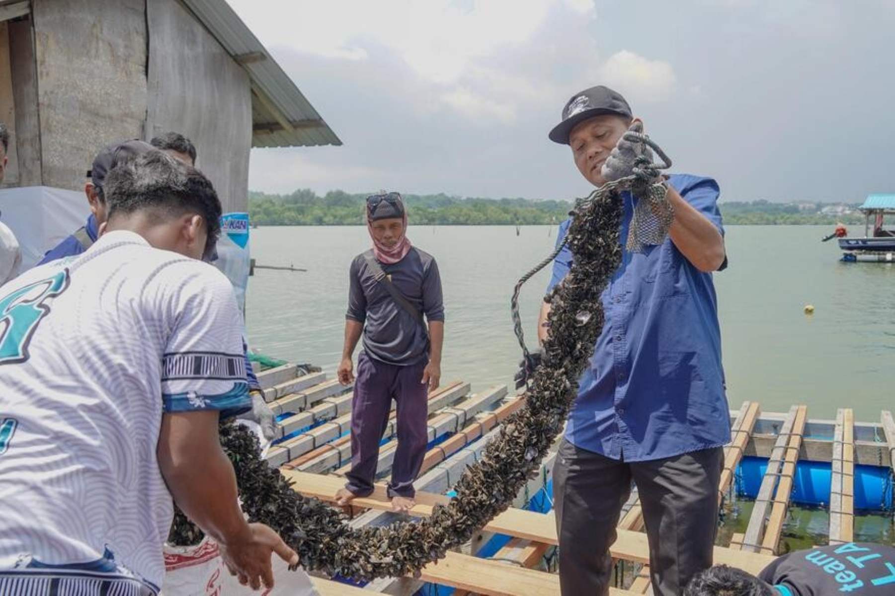 Batam Jadi Pusat Modeling Budidaya Lobster Berbasis Pakan Alami